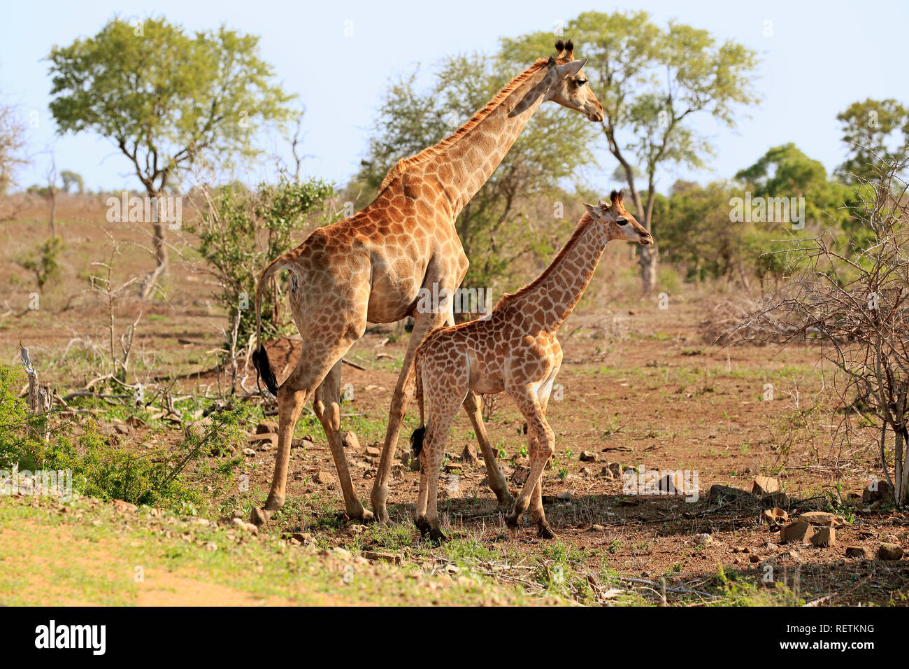 Kap Giraffe, erwachsenes Weibchen mit Jungen, Krüger Nationalpark, Südafrika, Afrika, (Giraffa Camelopardalis giraffa) Stockfoto