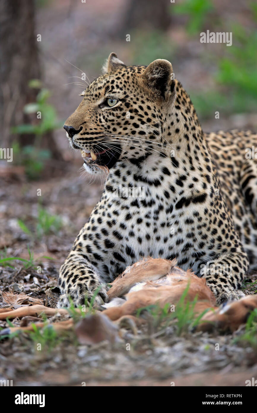 Leopard, Sabi Sand Game Reserve, Krüger Nationalpark, Südafrika, Afrika, (Panthera pardus) Stockfoto