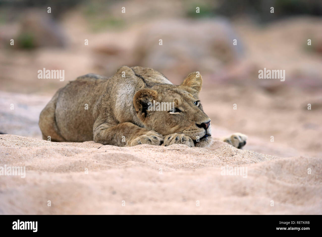 Löwe, erwachsene Frau in out Riverbed getrocknet, Sabi Sand Game Reserve, Krüger Nationalpark, Südafrika, Afrika, (Panthera leo) Stockfoto