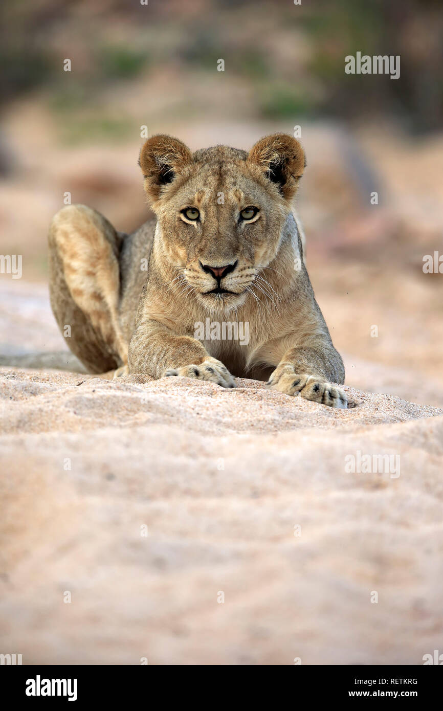 Löwe, erwachsene Frau in out Riverbed getrocknet, Sabi Sand Game Reserve, Krüger Nationalpark, Südafrika, Afrika, (Panthera leo) Stockfoto