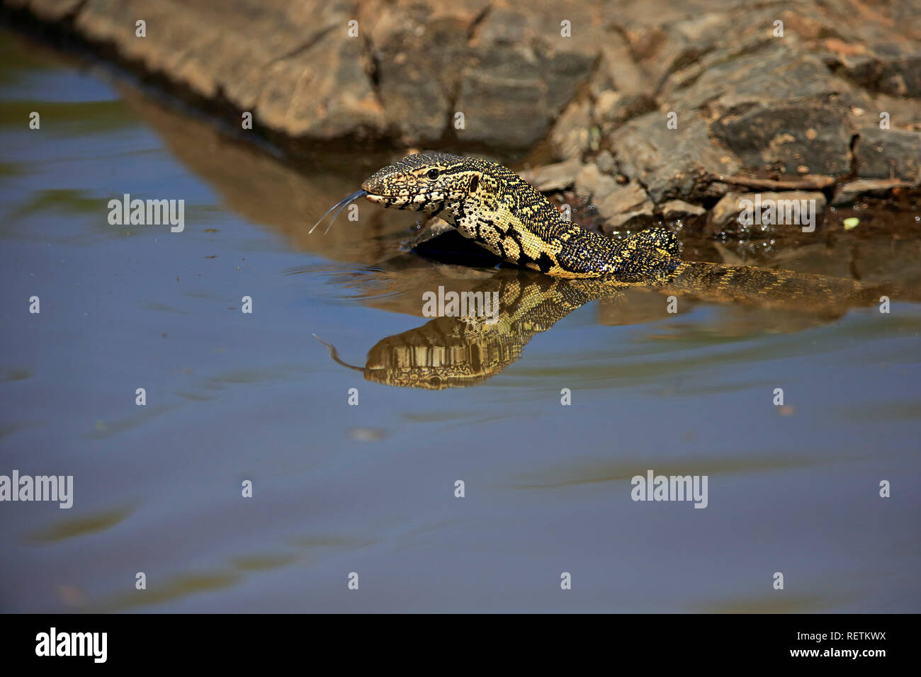 Nil Monitor, Erwachsene in Wasser, Krüger Nationalpark, Südafrika, Afrika, (Varanus niloticus) Stockfoto