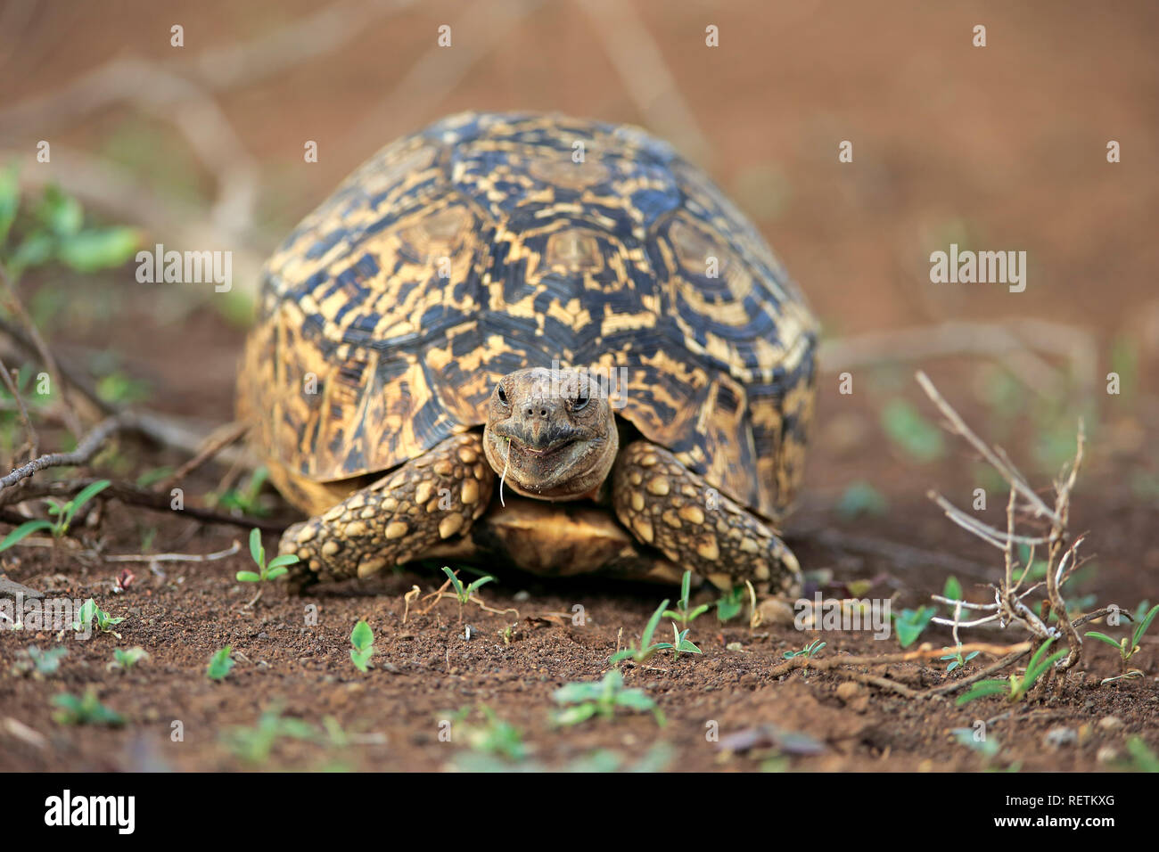 Leopard Tortoise, Kruger Nationapark, Südafrika, Afrika, (Testudo pardalis) Stockfoto