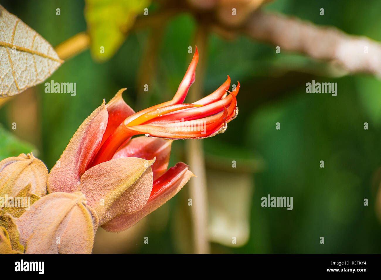 Nahaufnahme des Mexikanischen Baum (Chiranthodendron pentadactylon) Blüte, San Francisco, Kalifornien; diese Art ist heimisch an Guatemala und südlichen Mex Stockfoto