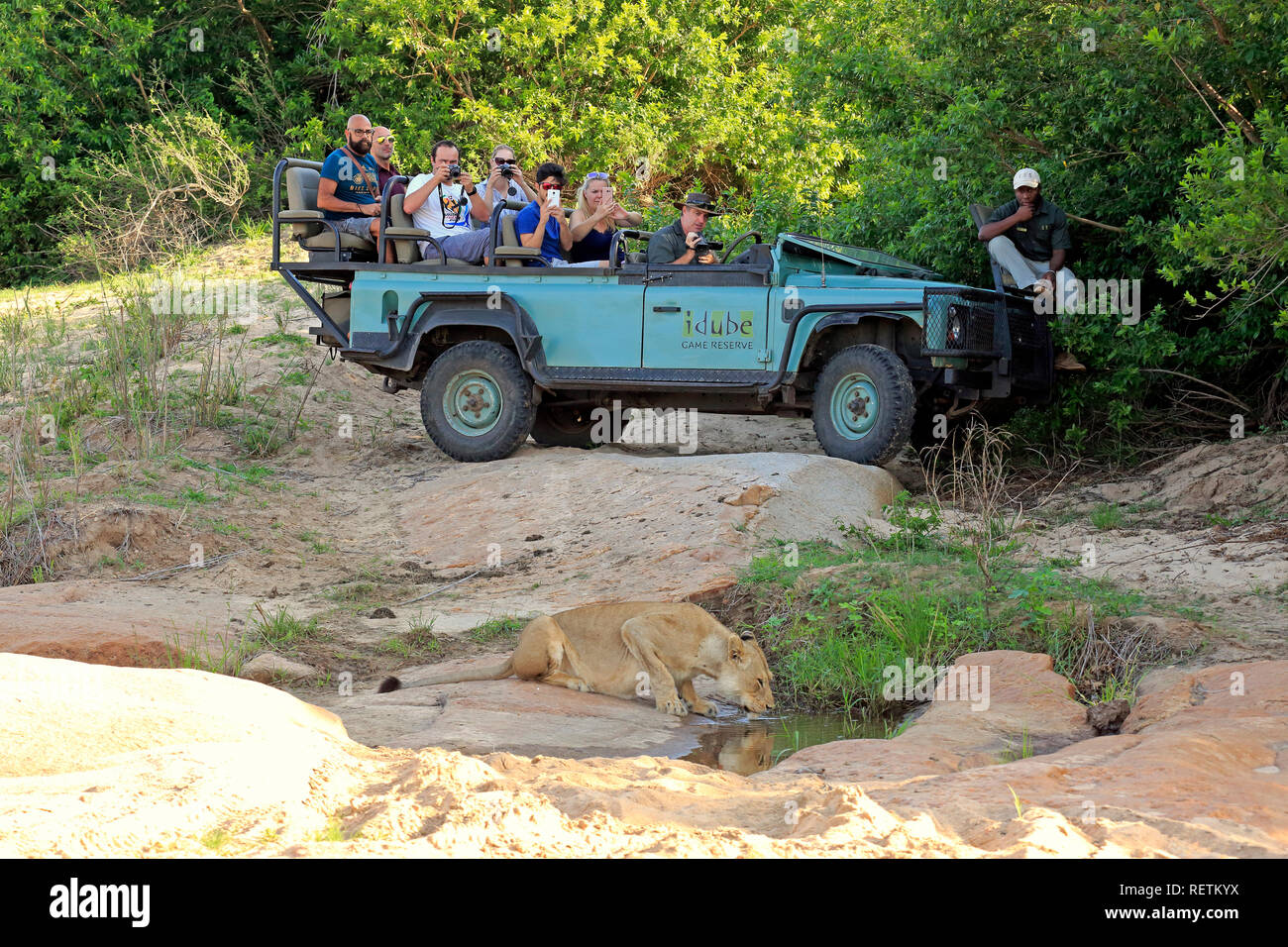 Safari Fahrzeug, Private Game Drive mit Touristen in Safari Fahrzeug, Sabi Sand Game Reserve, Krüger Nationalpark, Südafrika, Afrika Stockfoto