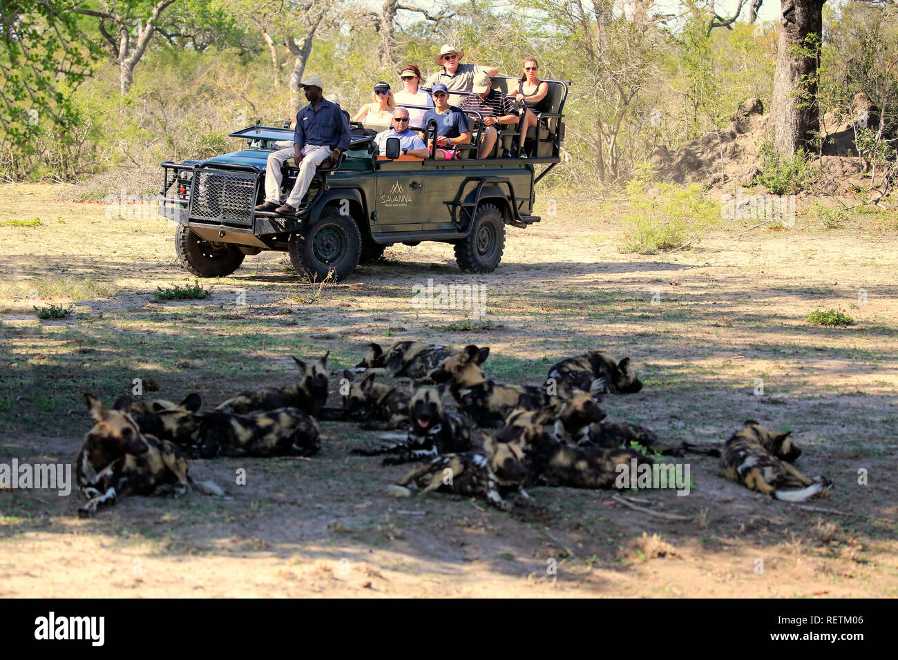 Safari, Packung mit Afrikanische Wildhunde, Touristen in Safari Fahrzeug, Sabi Sand Game Reserve, Krüger Nationalpark, Südafrika, (Lycaon pictus) Stockfoto