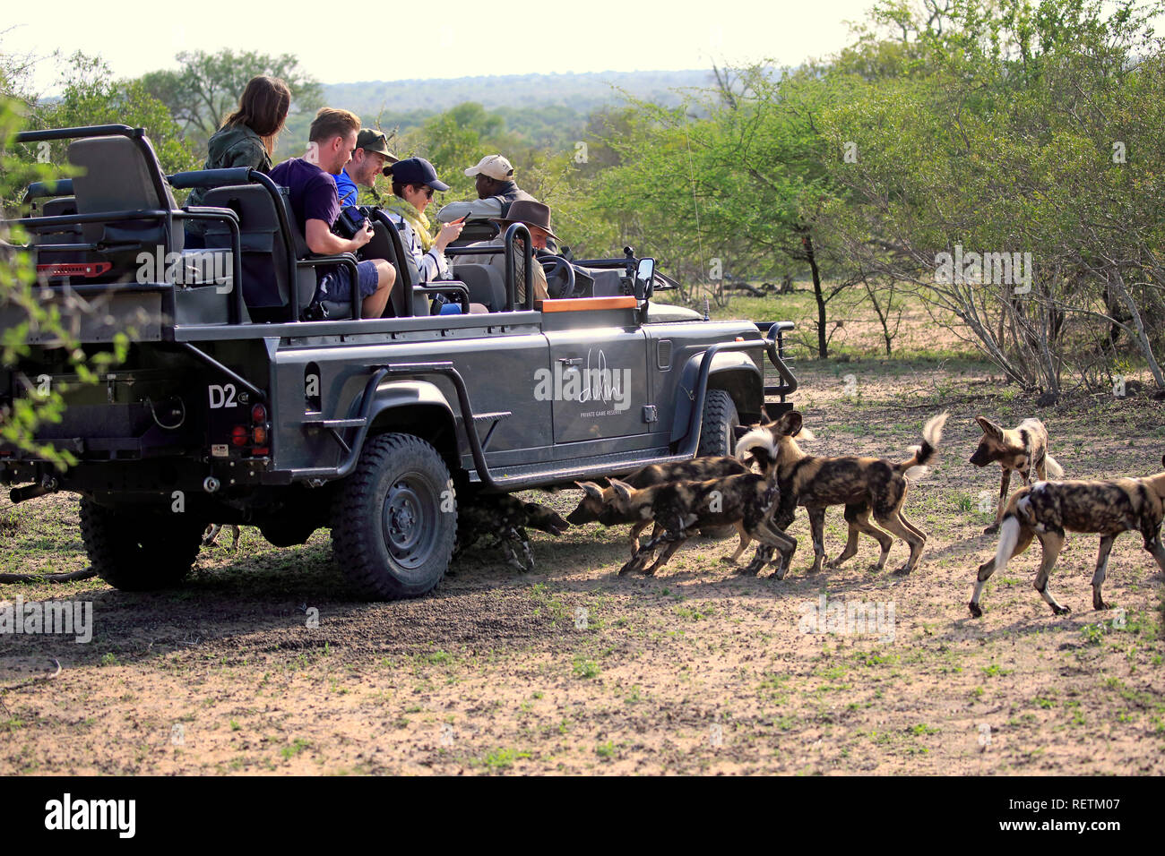 Safari, Packung mit Afrikanische Wildhunde, Touristen in Safari Fahrzeug, Sabi Sand Game Reserve, Krüger Nationalpark, Südafrika, (Lycaon pictus) Stockfoto