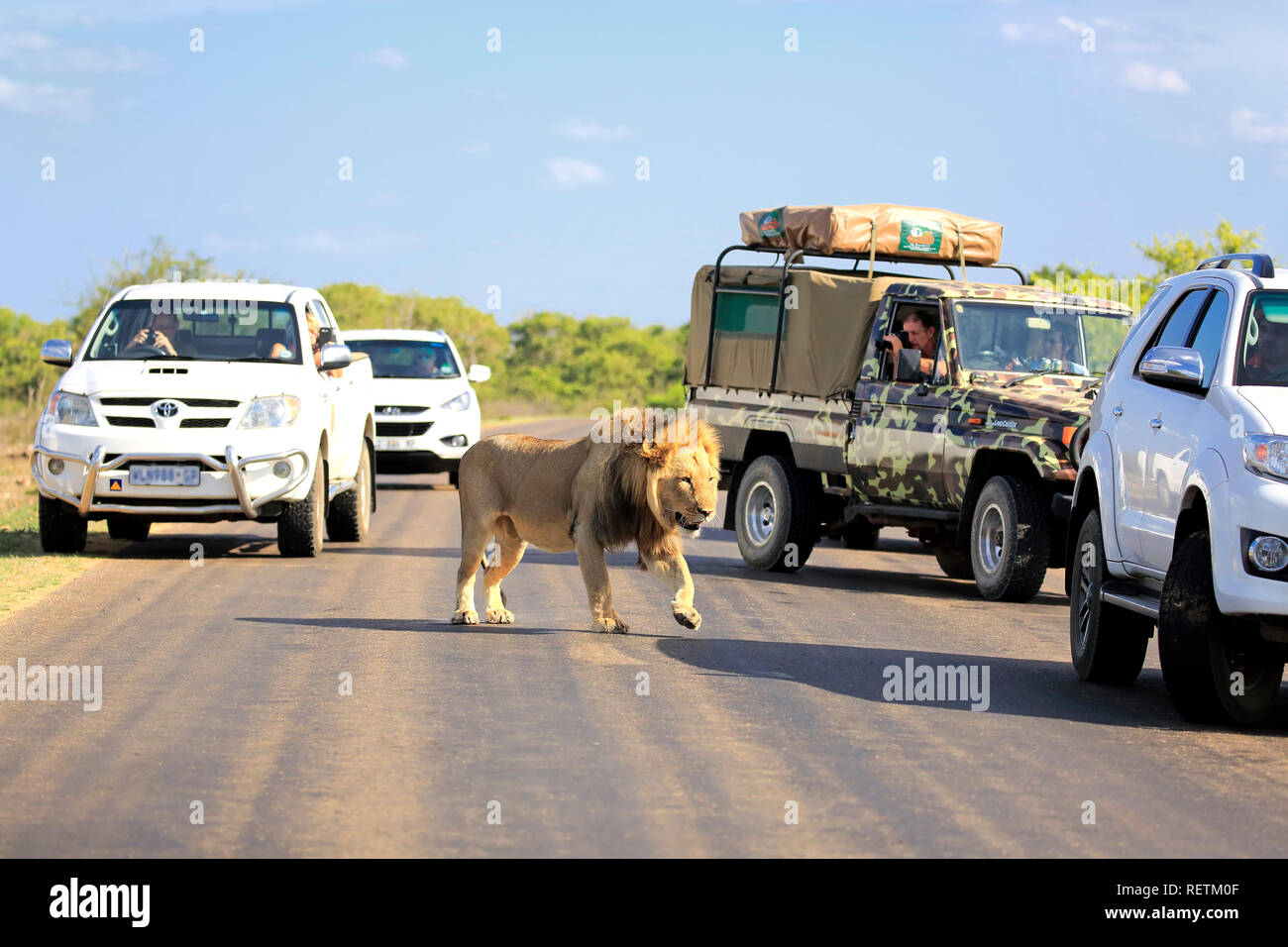 Safari, Löwen, auf Game Drive, Krüger Nationalpark, Südafrika, Afrika, (Panthera leo) Stockfoto