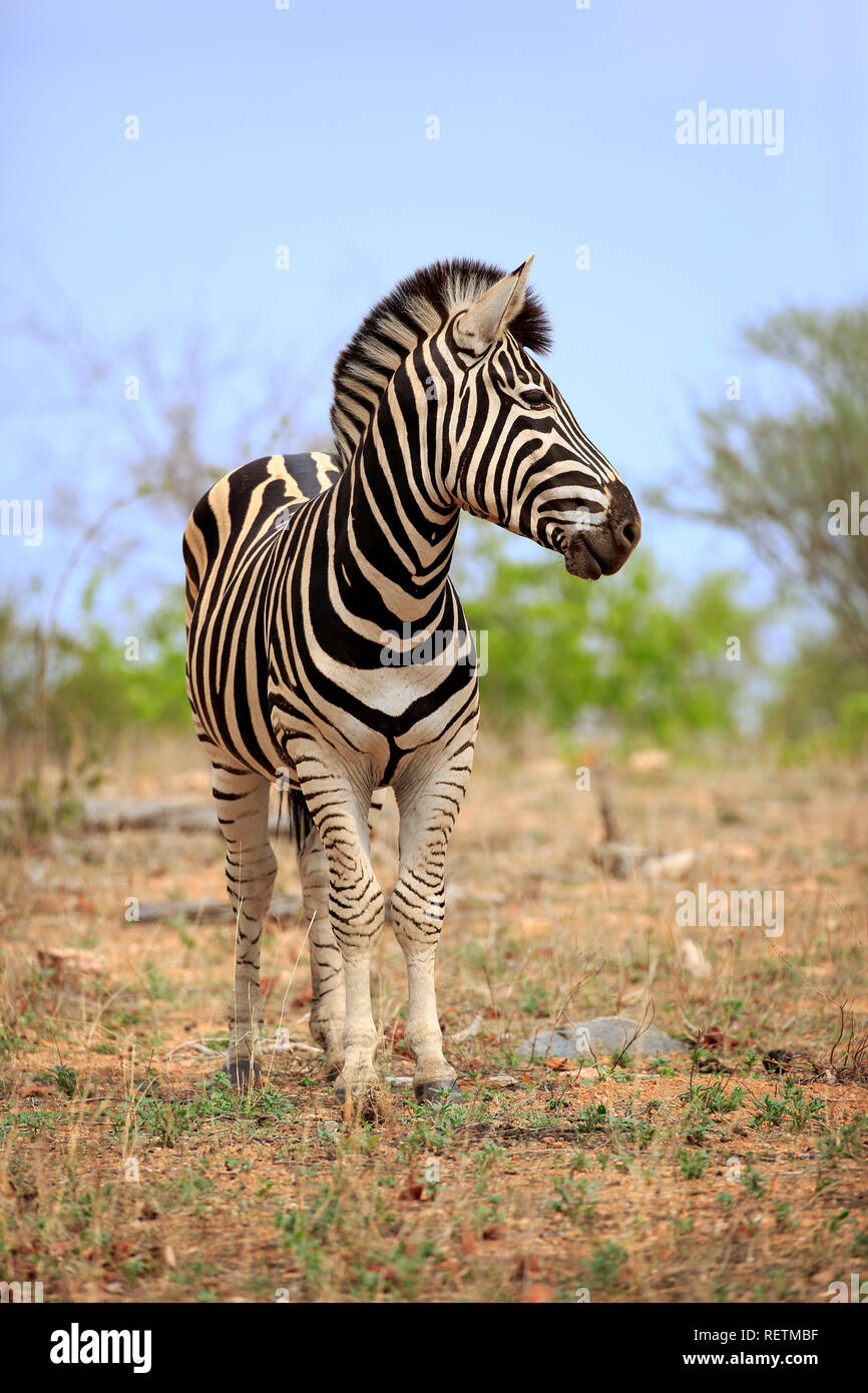 Ebenen Zebra, Krüger Nationalpark, Südafrika, Afrika, (Equus quagga burchelli) Stockfoto
