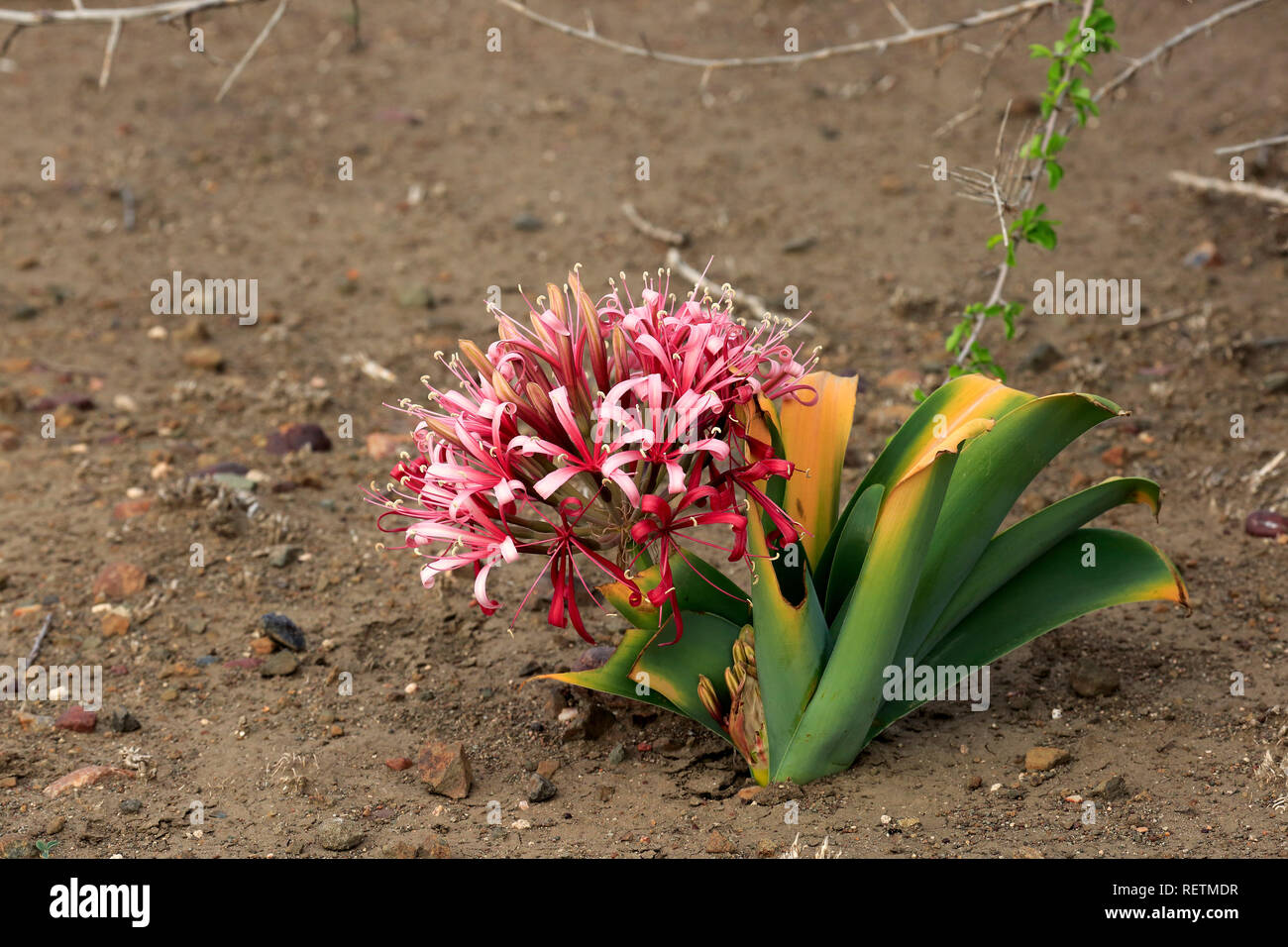 Sand Lily, blühen, blühen, Krüger Nationalpark, Südafrika, Afrika, (Crinum buphanoides) Stockfoto
