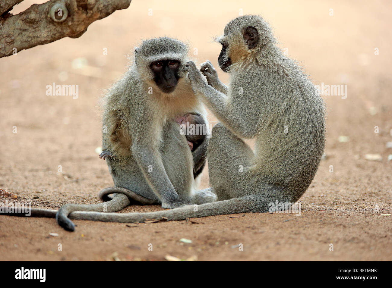 Meerkatze, erwachsenes Weibchen mit Jungen, Krüger Nationalpark, Südafrika, Afrika, (Chlorocebus pygerythrus) Stockfoto