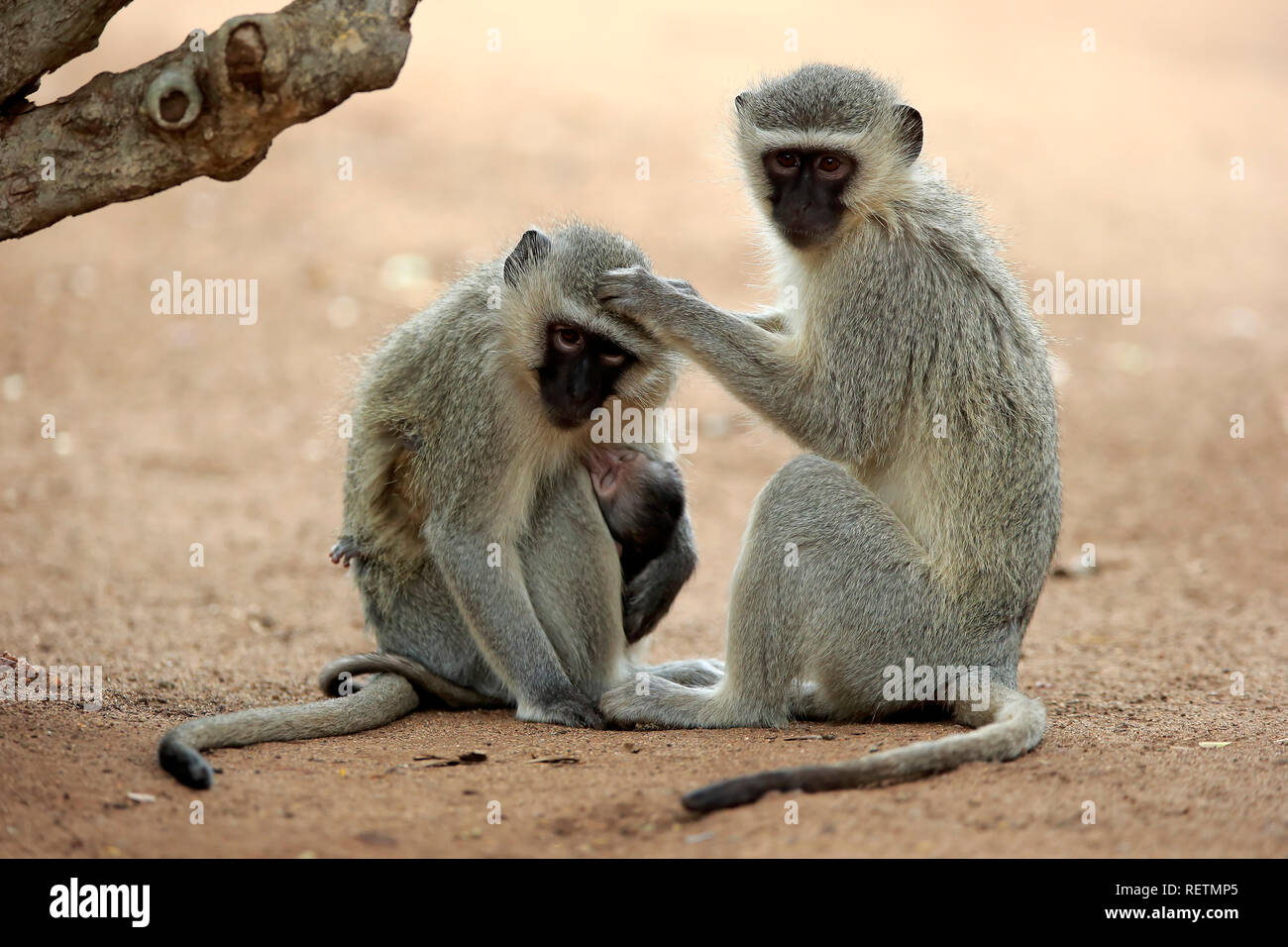 Meerkatze, erwachsenes Weibchen mit Jungen, Krüger Nationalpark, Südafrika, Afrika, (Chlorocebus pygerythrus) Stockfoto