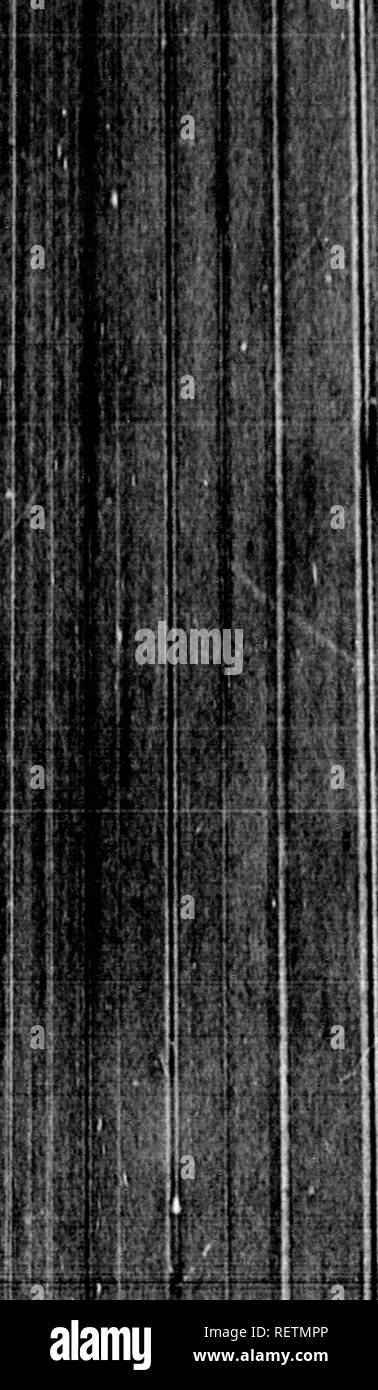 . Flora Americae Septentrionalis oder, eine systematische Anordnung und Beschreibung der Pflanzen von Nordamerika [elektronische Ressource]: Enthält, abgesehen von dem, was durch die vorhergehenden Autoren beschrieben worden, aber viele neue und seltene Arten, während zwölf Jahren Reisen und Aufenthalt in diesem Land gesammelt. Botanik. 430 ELEANOR A CASTH. l!. Ich 1. ein Mnn Ims ein guter Vater verloren, es ist nicht in den Lauf der Natur für Gott liim Anderen zu schicken." Aus Sizilien qnecn Eleanora Ihr roynl Hus begleitet. Band nach Rom, wo Sie empfangen wurden und durch ihren Freund unterhalten, Papst Gregor X. England Stockfoto