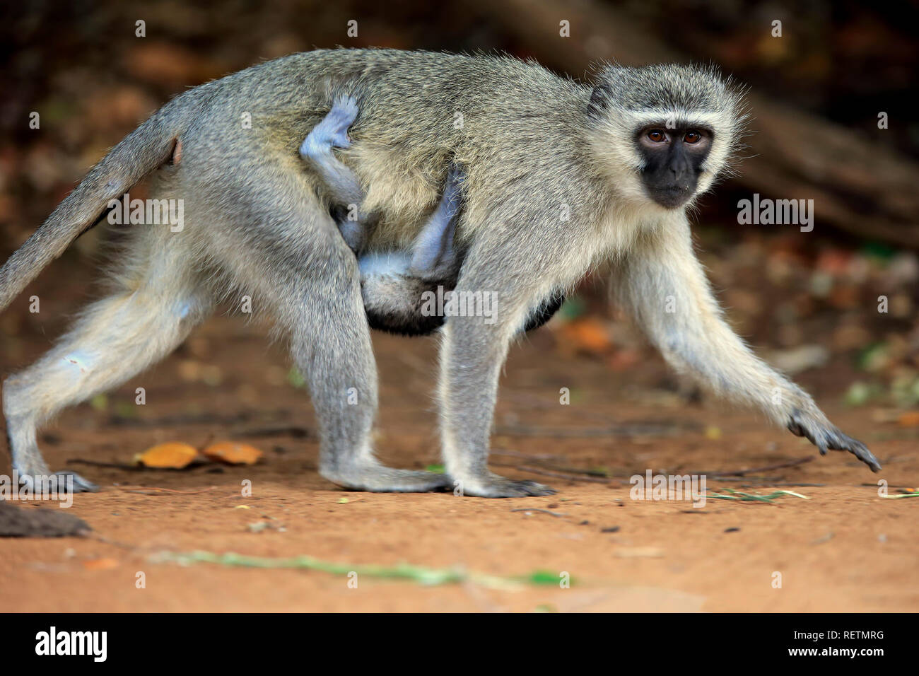 Meerkatze, erwachsenes Weibchen mit Jungen, Krüger Nationalpark, Südafrika, Afrika, (Chlorocebus pygerythrus) Stockfoto