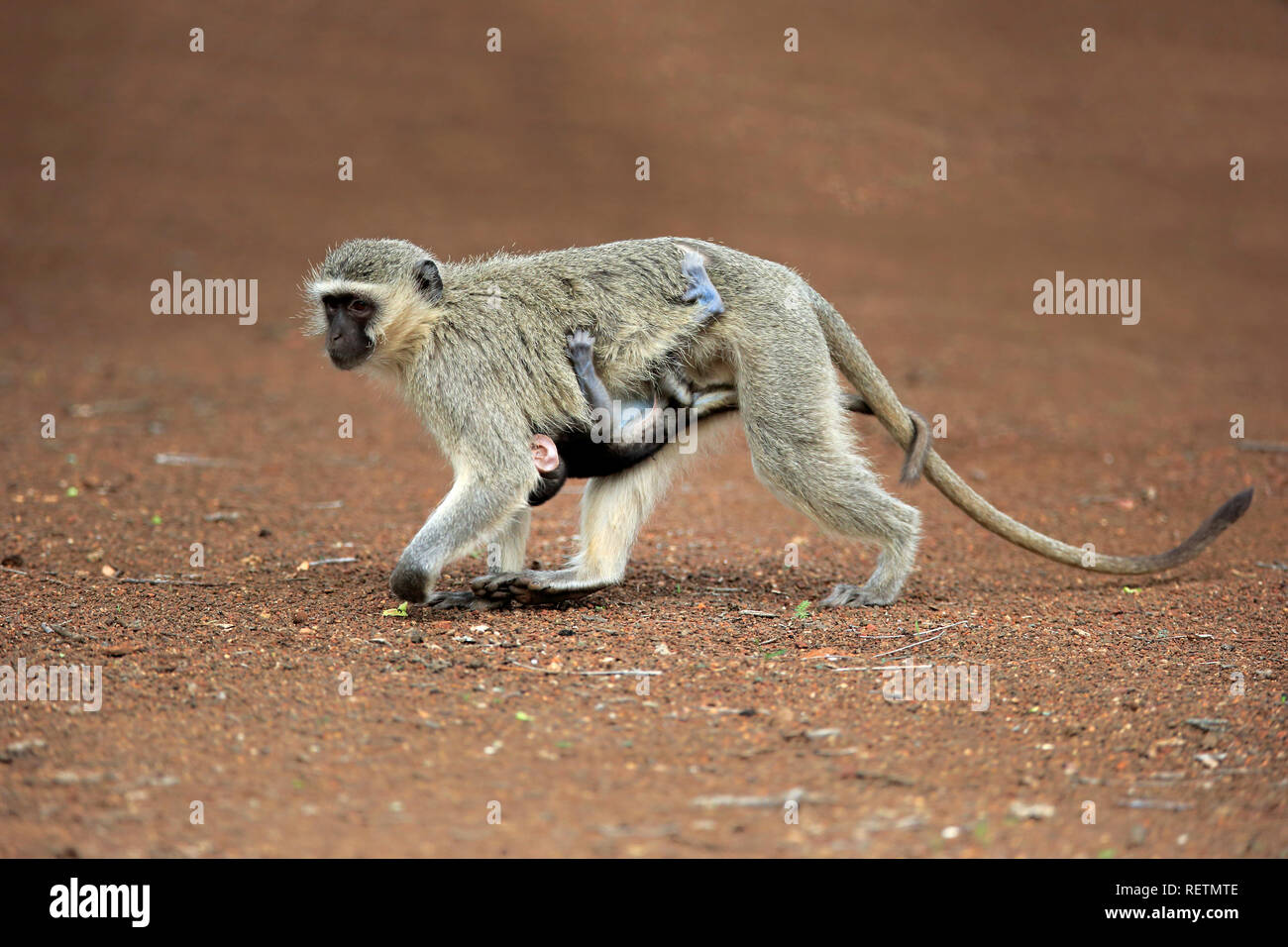 Meerkatze, erwachsenes Weibchen mit Jungen, Krüger Nationalpark, Südafrika, Afrika, (Chlorocebus pygerythrus) Stockfoto