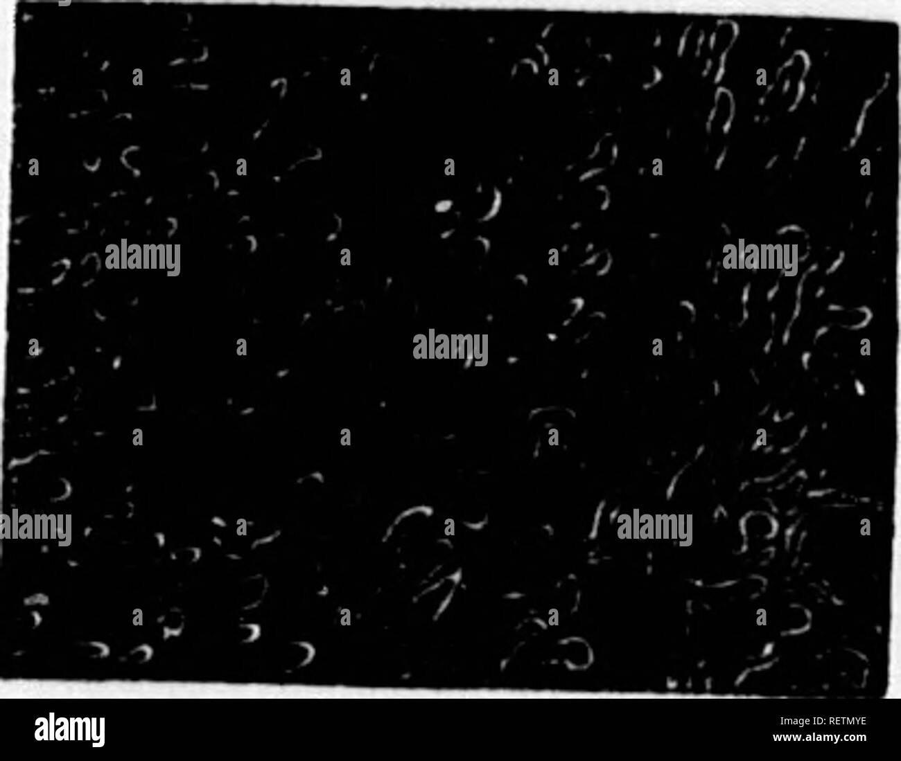 . Die illustrierte Naturgeschichte [microform]. Säugetiere; Naturgeschichte; Mammifères; Baron. Kapillaren IN DER HAUT DES MENSCHLICHEN PINOER. Kapillaren DER MENSCHLICHEN rONGU £. Kapillare. oiu /,, IANA, s durch Ihe. r n Loll,. iM.. nte, l Cour. Scs in der macrocosmal Universum, wie. Bitte beachten Sie, dass diese Bilder sind von der gescannten Seite Bilder, die digital für die Lesbarkeit verbessert haben mögen - Färbung und Aussehen dieser Abbildungen können nicht perfekt dem Original ähneln. extrahiert. Holz, J. G. (John George), 1827-1889. London: Routledge, Warne und Routledge Stockfoto