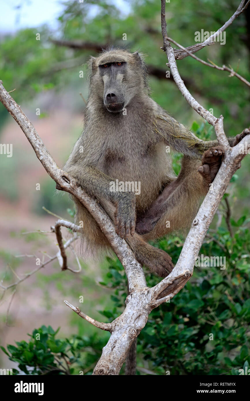 Chacma Baboon, Krüger Nationalpark, Südafrika, Afrika, (Papio ursinus) Stockfoto