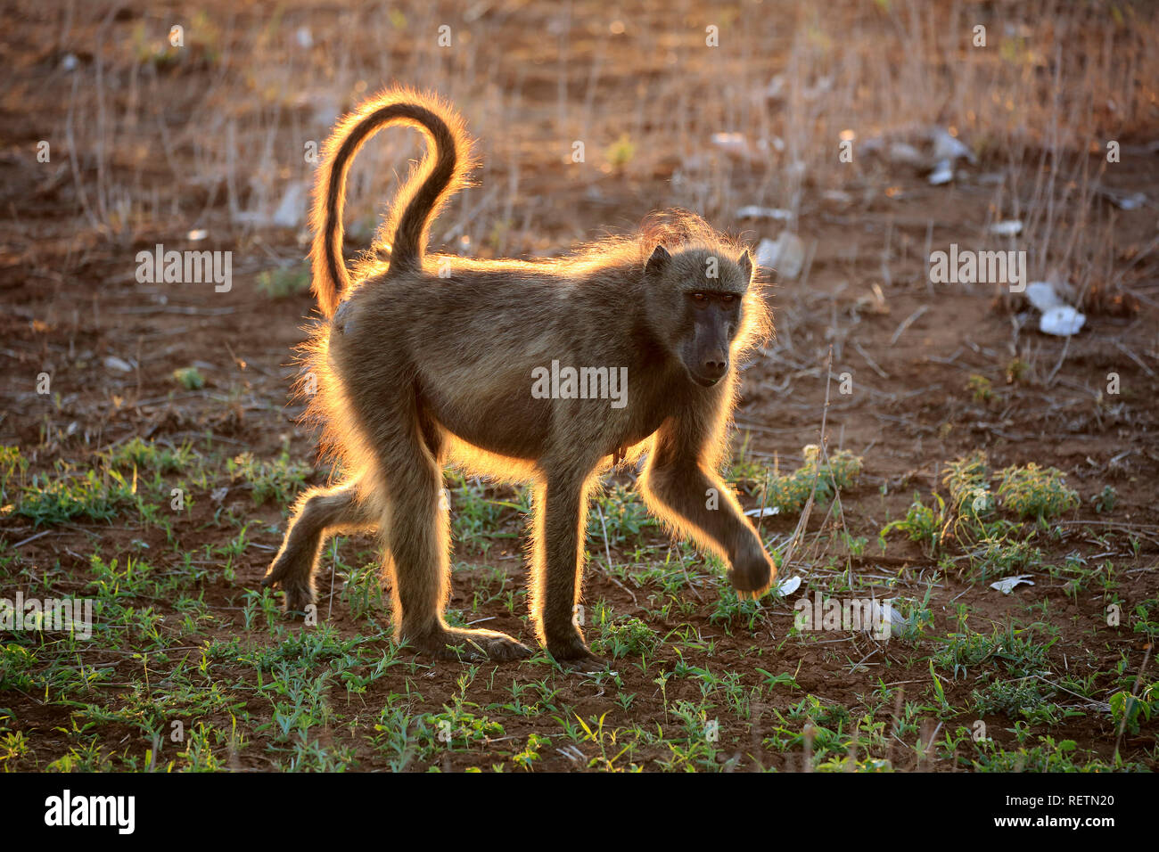 Chacma Baboon, Krüger Nationalpark, Südafrika, Afrika, (Papio ursinus) Stockfoto