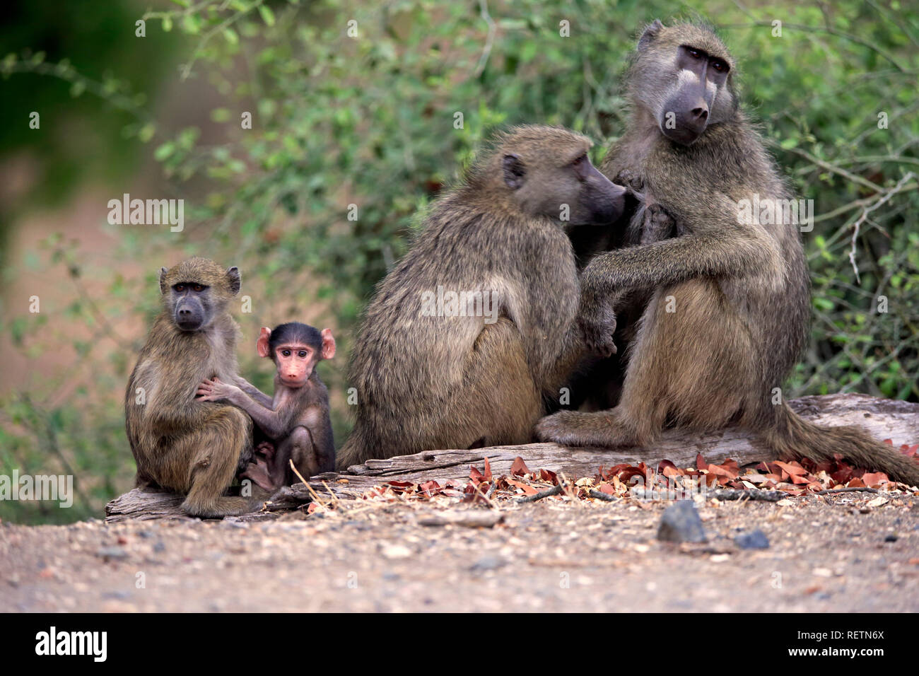 Chacma Baboon, Krüger Nationalpark, Südafrika, Afrika, (Papio ursinus) Stockfoto