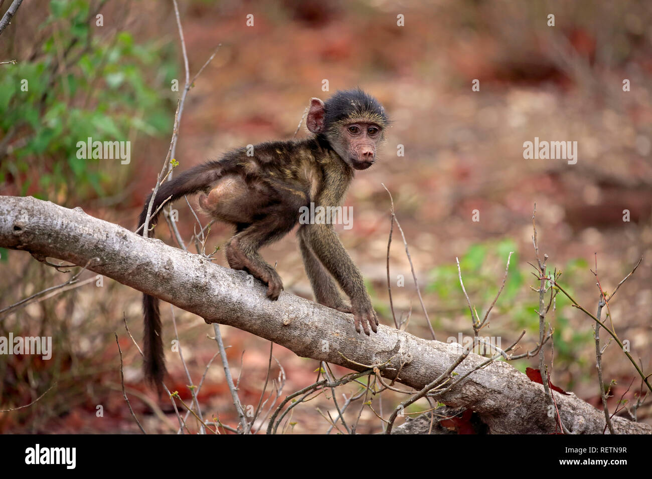 Chacma Baboon, Junge, Krüger Nationalpark, Südafrika, Afrika, (Papio ursinus) Stockfoto