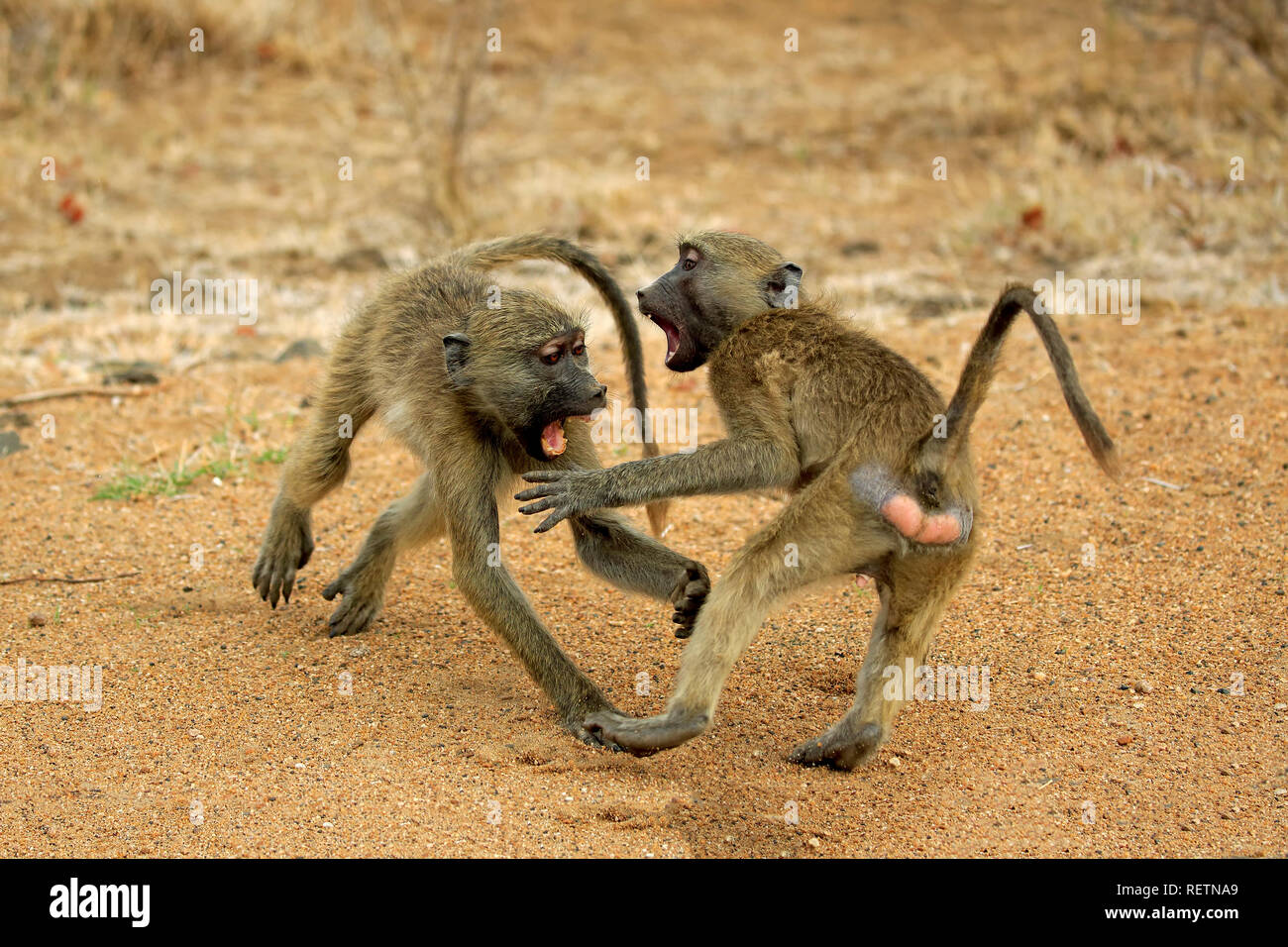 Chacma Baboon, zwei subadults kämpfen, Krüger Nationalpark, Südafrika, Afrika, (Papio ursinus) Stockfoto