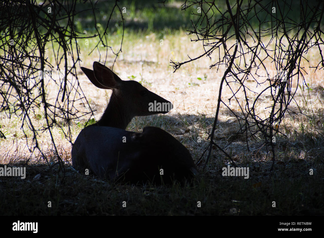 Schwarz angebundene Rotwild im Schatten eines Baumes ruhend, Rancho San Antonio County Park, South San Francisco Bay Area, Kalifornien Stockfoto