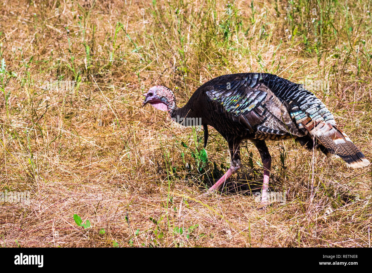 Wilder Truthahn (Meleagris gallopavo), Buchse für Lebensmittel auf einer trockenen Wiese, Rancho San Antonio, South San Francisco Bay Area, Kalifornien suchen Stockfoto