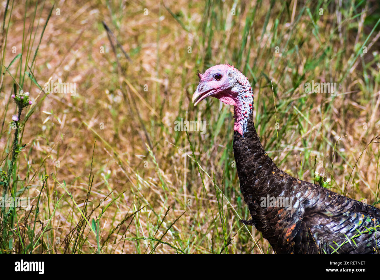 Wilder Truthahn (Meleagris gallopavo), Buchse für Lebensmittel auf einer trockenen Wiese, Rancho San Antonio, South San Francisco Bay Area, Kalifornien suchen Stockfoto
