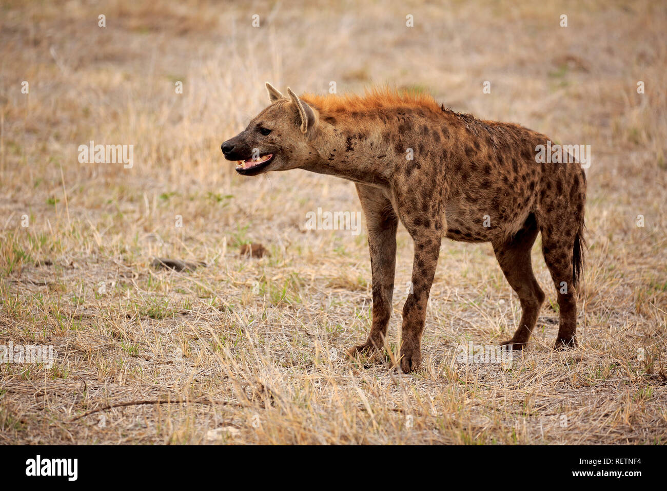 Tüpfelhyäne, Krüger Nationalpark, Südafrika, Afrika, (Crocuta crocuta) Stockfoto