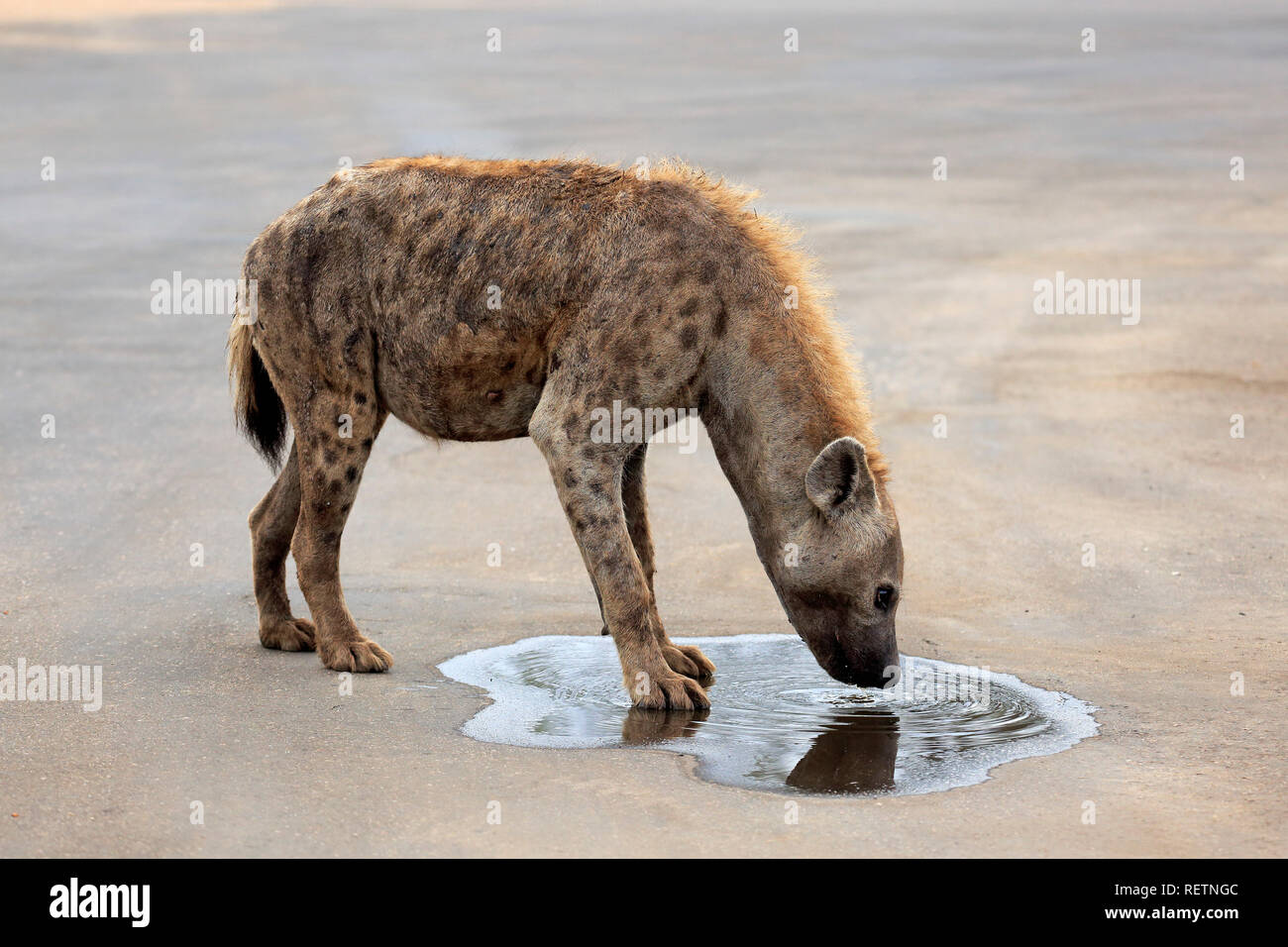 Tüpfelhyäne, Krüger Nationalpark, Südafrika, Afrika, (Crocuta crocuta) Stockfoto
