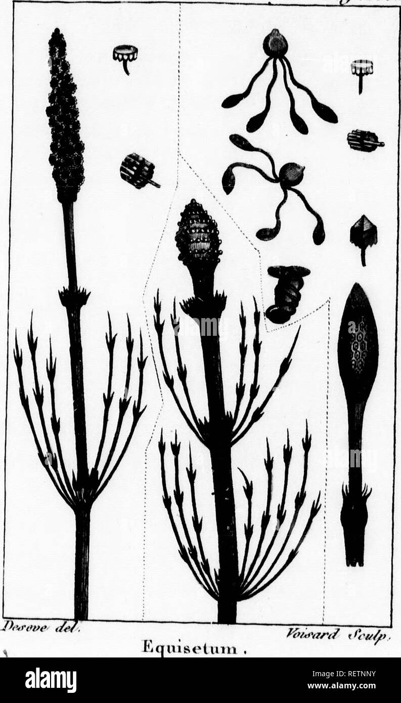 . Histoire Naturelle de vÃ©gÃ©taux classÃ©s par Familles [microforme]: Avec la Citation de la classe et de l'ordre de LinnÃ©, et l'Angabe de l'usage que l'on peut faire des Plantes dans les Arts, le Commerce, l'agriculture, Le Jardinage, la mÃ©Decine, etc. des zahlen dessinÃ©es d'Après-ski Natur, et un-Gattungen complet, selon le systÃ¨me de LinnÃ©, avec De renvois aux Familles naturelles de A.L. de Jussieu. Botanique; Botanik. Tofn. r. Peligr. j3 o'filices. s. Lain. n Termi-R, mraet formÃ© et, wichtige s en Kor - Gleichheit uno de Petits [e Quatre www.© tri-nÃ©s, Les d es Lacs. &Gt; Zugang, À-ep Stockfoto