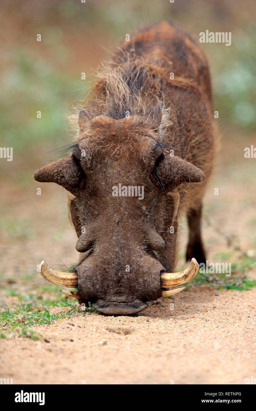 Warzenschwein, Krüger Nationalpark, Südafrika, Afrika, (Phacochoerus ...