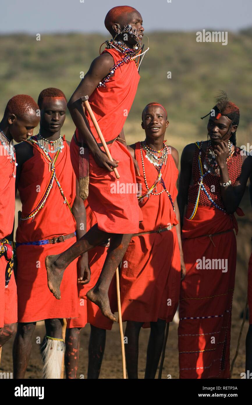 Tribal Dance der Masai Krieger, Masai Mara, Kenia, Ostafrika Stockfoto