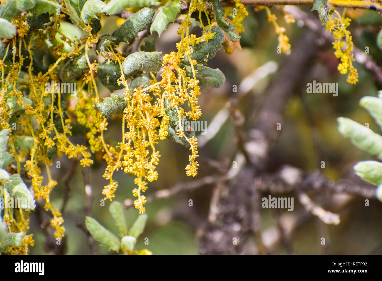 Nahaufnahme von Quercus Ungefähre Laufzeit (Kalifornien scrub Eiche, leder Eiche) Blumen, San Francisco Bay, Kalifornien Stockfoto