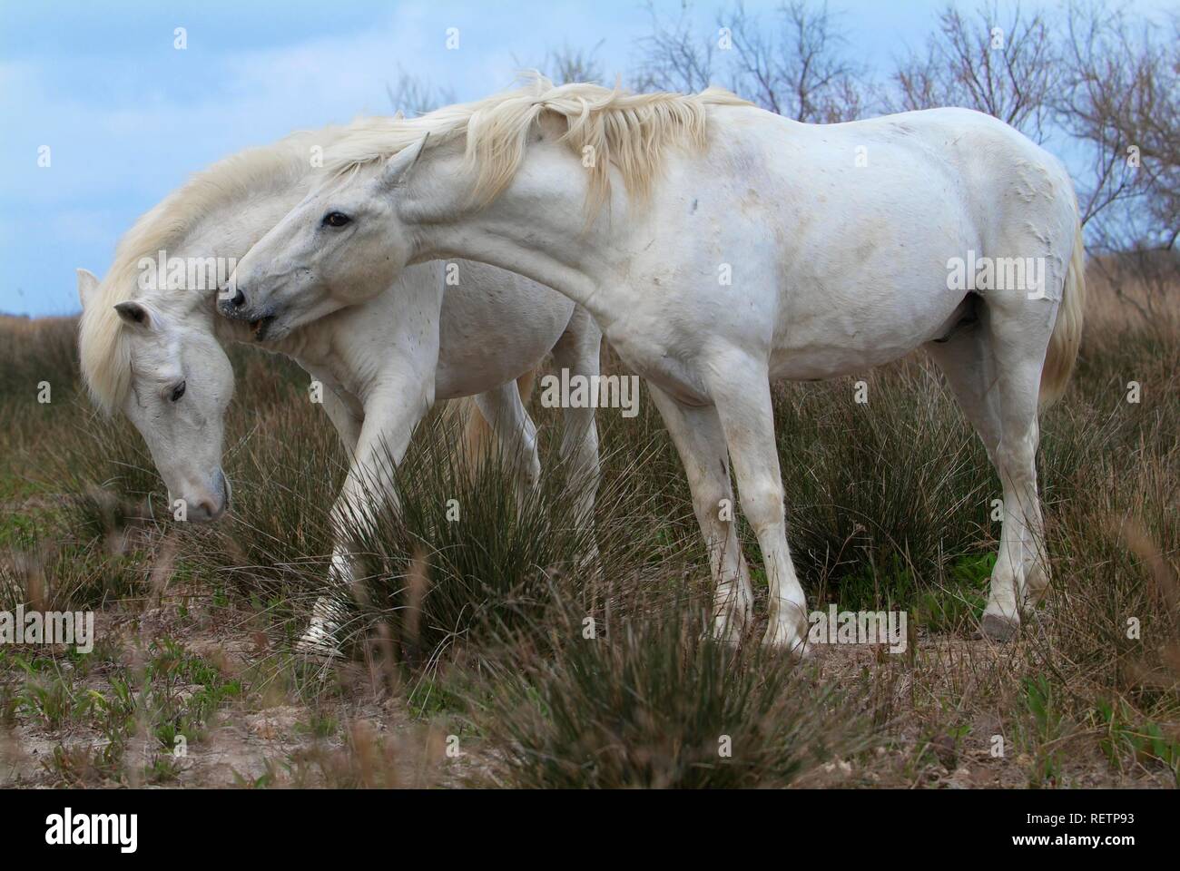 Camargue Pferde, Camargue, Bouches du Rhône, Frankreich Stockfoto