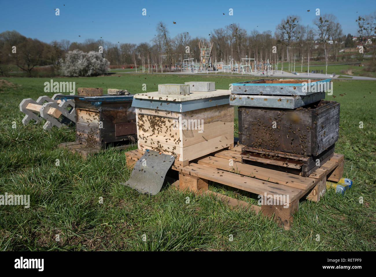 Bienenstock, Oehringen, Region Hohenlohe, Baden-Württemberg, Heilbronn - Franken, Deutschland Stockfoto