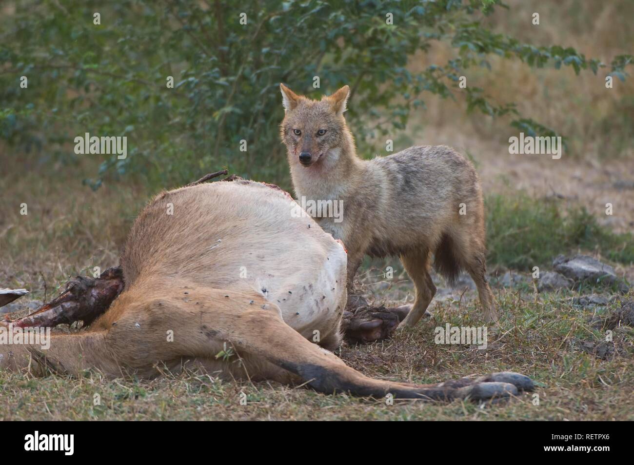 Indischen Schakal oder Golden Schakal (Canis aureus) mit einer toten Antilope, Bharatpur, Rajasthan, Indien, Stockfoto