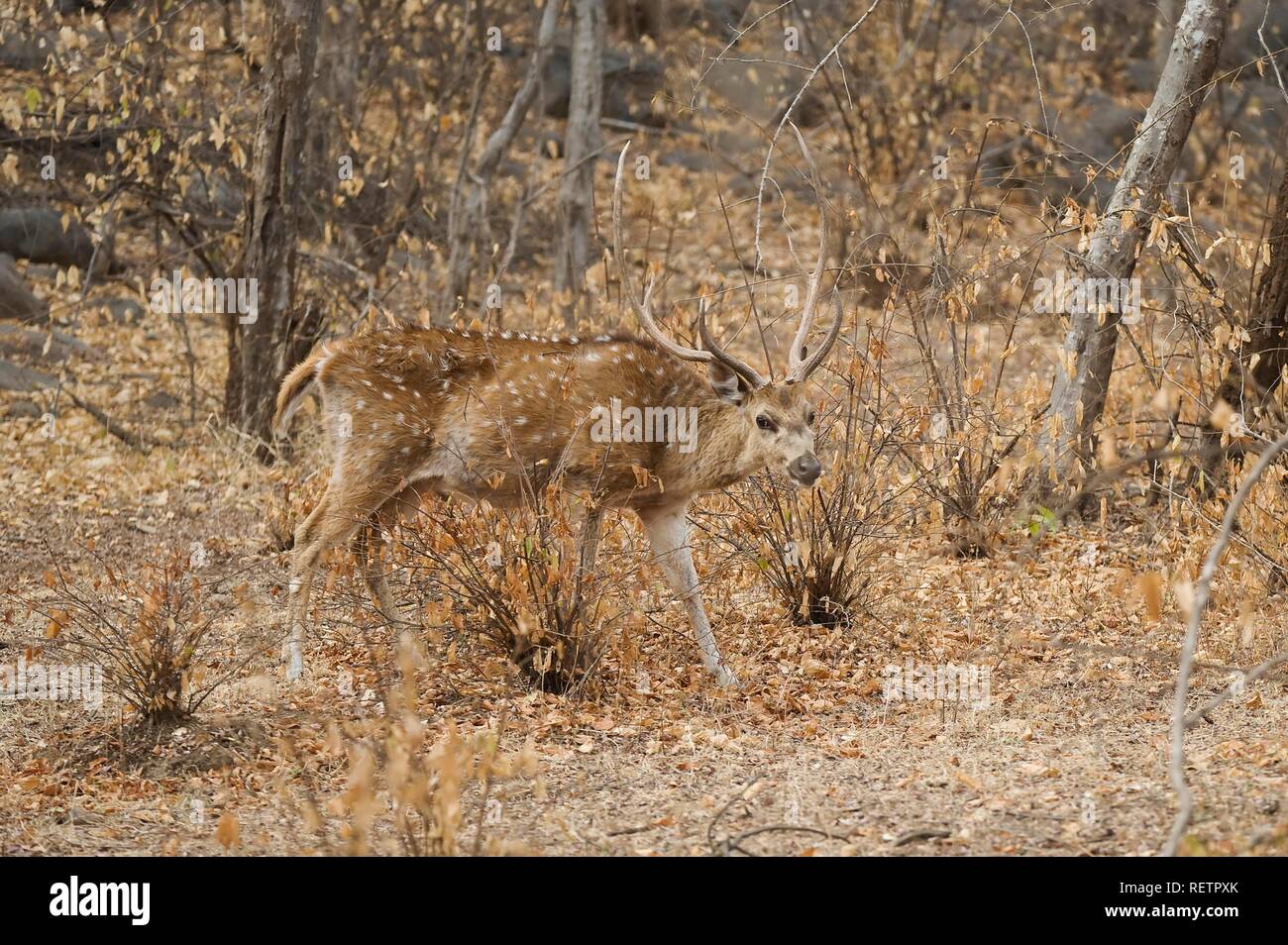Chital Hirsche, Rehe oder Hirsche gesichtet Achse (Axis axis), männlich, Ranthambore Nationalpark, Rajasthan, Indien Stockfoto