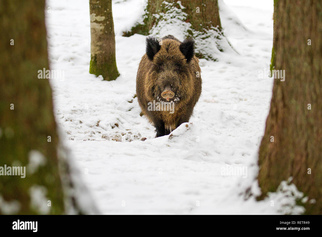 Wildschwein - Sus scrofa auf dem Schnee im Wald Stockfoto
