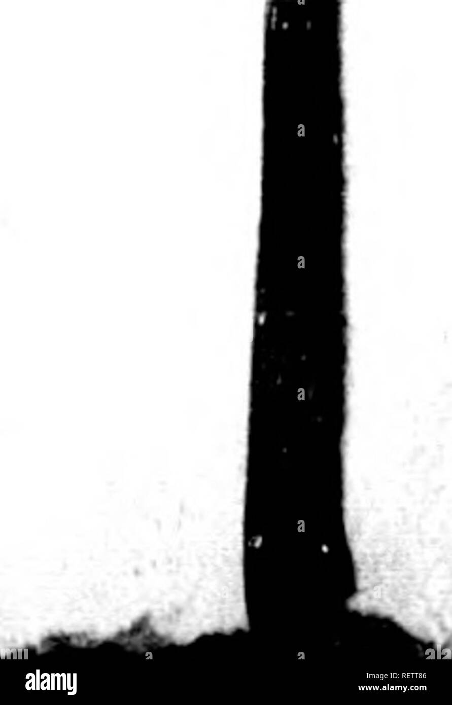 . Histoire Naturelle de Buffon [microforme]: classÃ©e par Ordres, Genres et Espò ¨ ces, d'Après-ski-le systÃ¨me de LinnÃ© avec les caractÃ¨res gÃ©nÃ©riques et la Nomenklatur LinnÃ©enne. Sciences Naturelles; Zoologie; Animaux; Naturgeschichte; Zoologie; Tiere. f â ¢ â"'l!tH Einrichtung c 11I E^""' 35 rÃ® eurÃ © n; cejiÃ © nclaht Il en diflTbte pkr La Te Te) qu'il a pi uns grosse en proportioil de son Corps; il a aussi Les Oreilles plus Courtes, La Queue beaucoup pltls Gran-de, le Poil plus lange Et plus touffd, Ted yeux plus À® nÃ© © linÃ s; il en dilFÃ "rC entamÃ© par une mauvaise odeur trÃ¨d-f Stockfoto