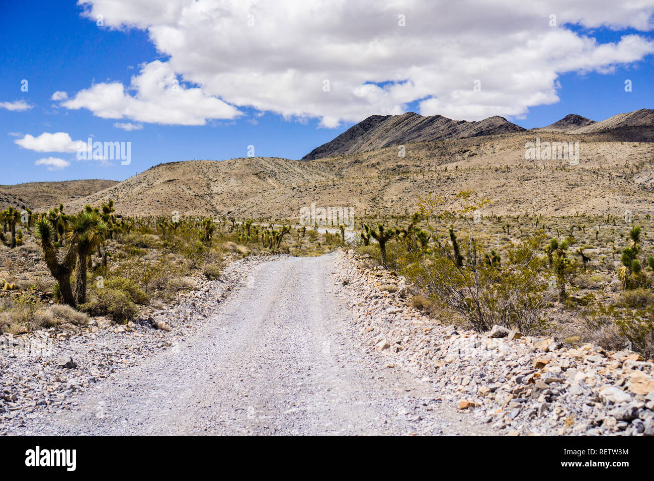 Reisen auf einer unbefestigten Straße durch eine einsame Gegend in Joshua Bäume des Death Valley National Park bedeckt; Berge, blauer Himmel und weiße Wolken in der Stockfoto