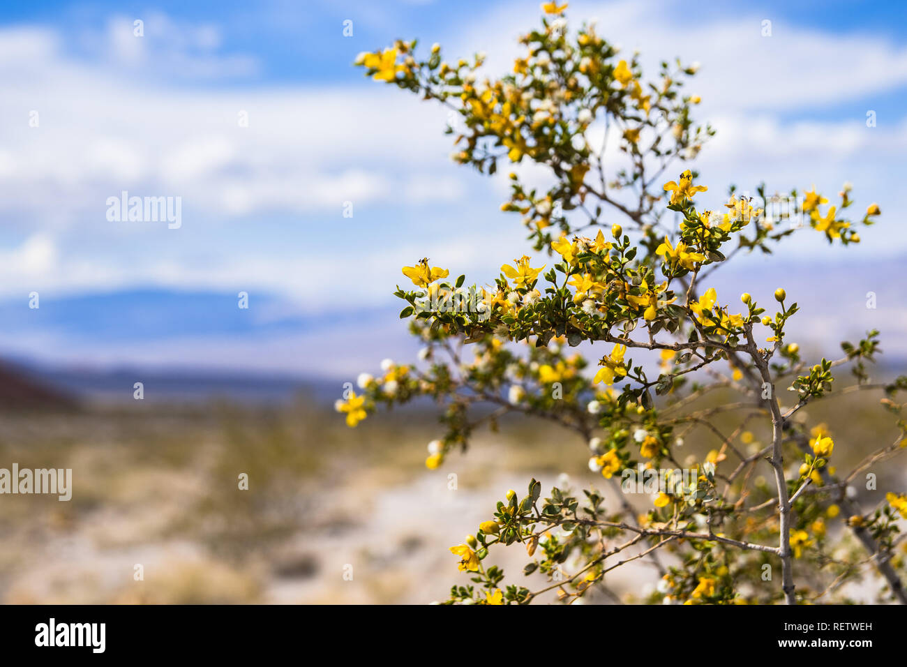 Kreosot bush (Larrea tridentata) blühen in Death Valley National Park, Kalifornien Stockfoto
