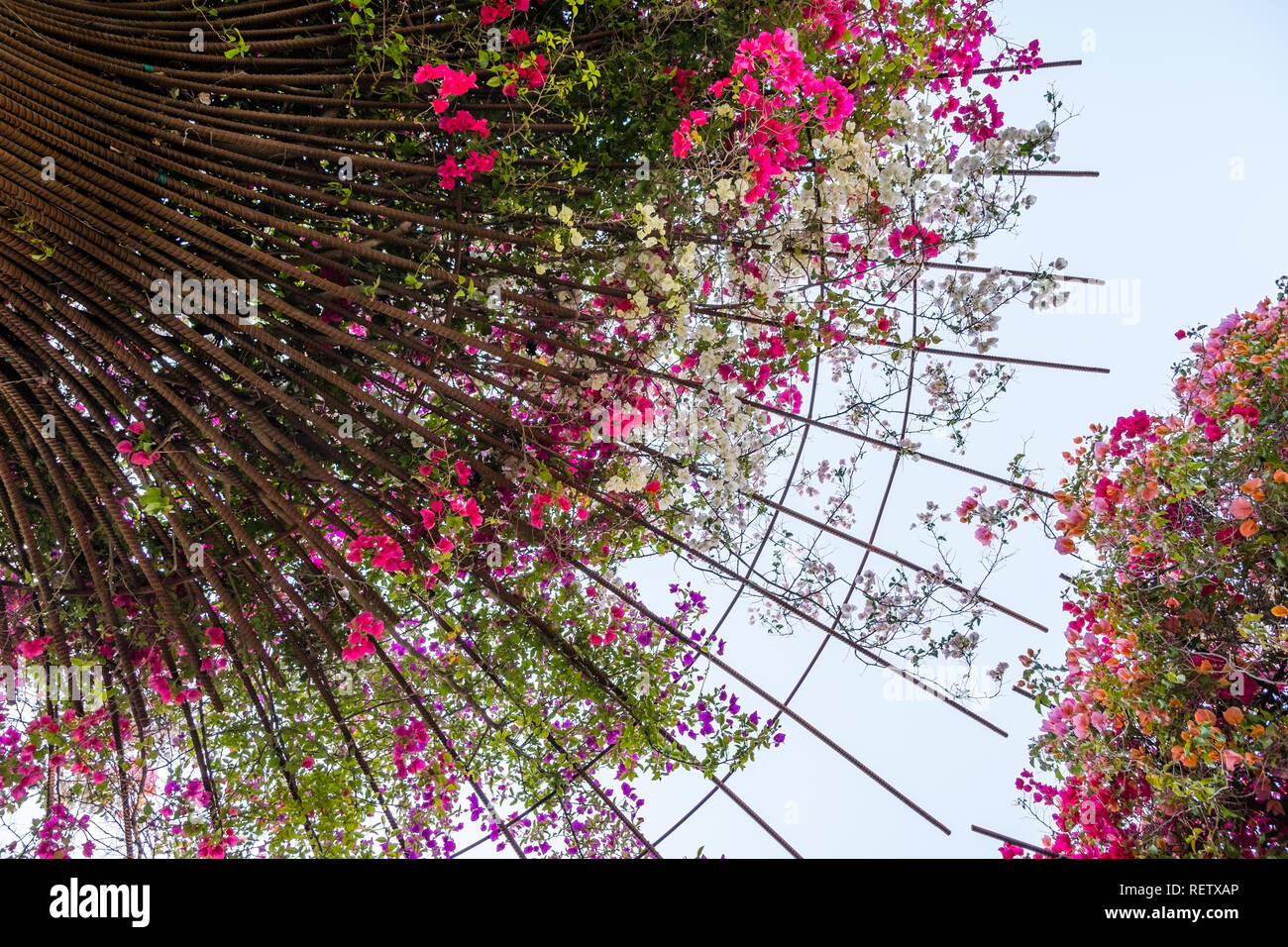 Bougainvillea Blumen wachsen auf Metallstangen in einen Garten, Kalifornien Stockfoto