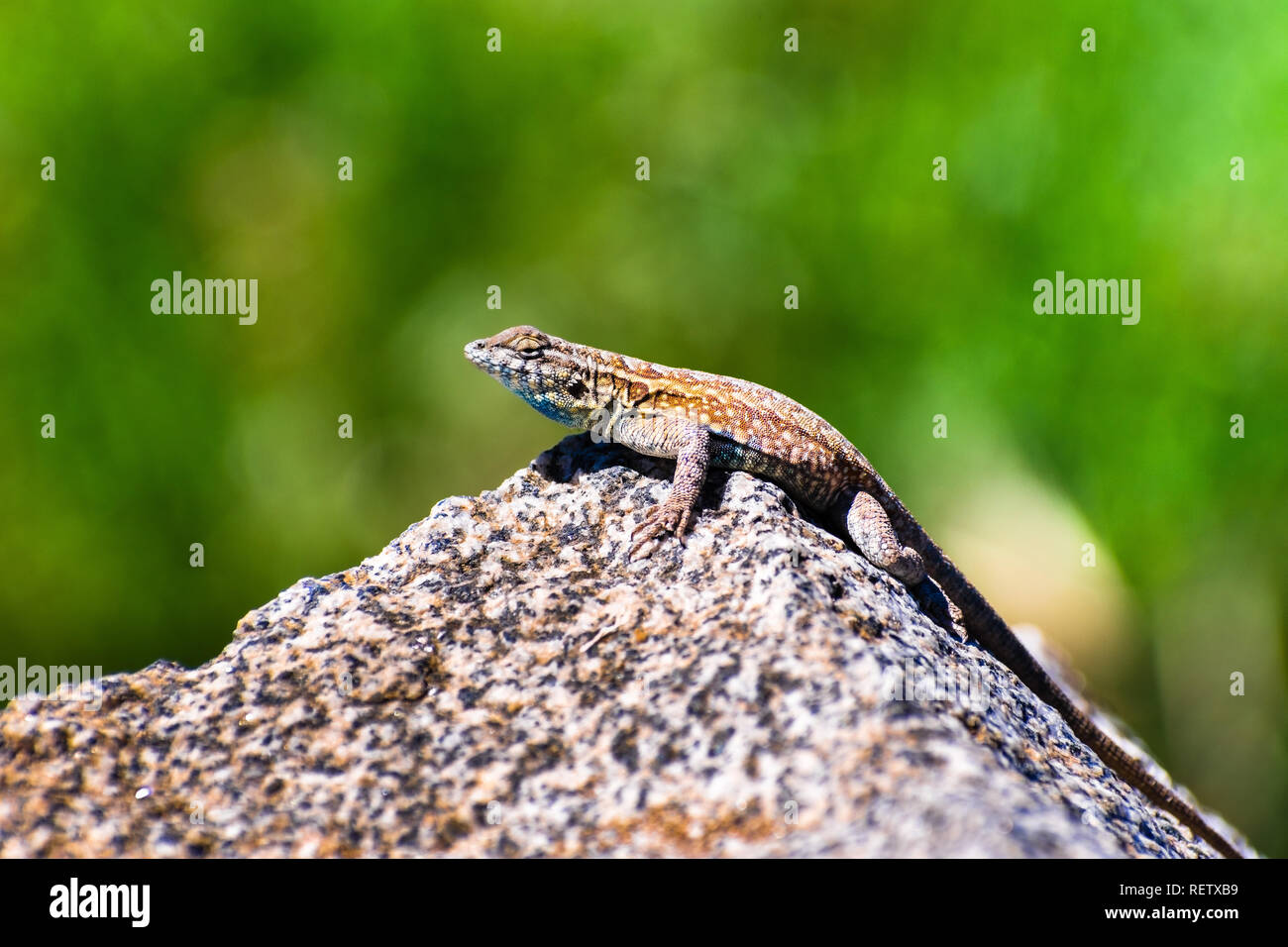 Seitenansicht des Western Side-blotched Lizard (Uta stansburiana elegans) auf einem Stein saß an einem sonnigen Tag; verschwommen grünen Hintergrund; Mt Wilson, Los Angele Stockfoto