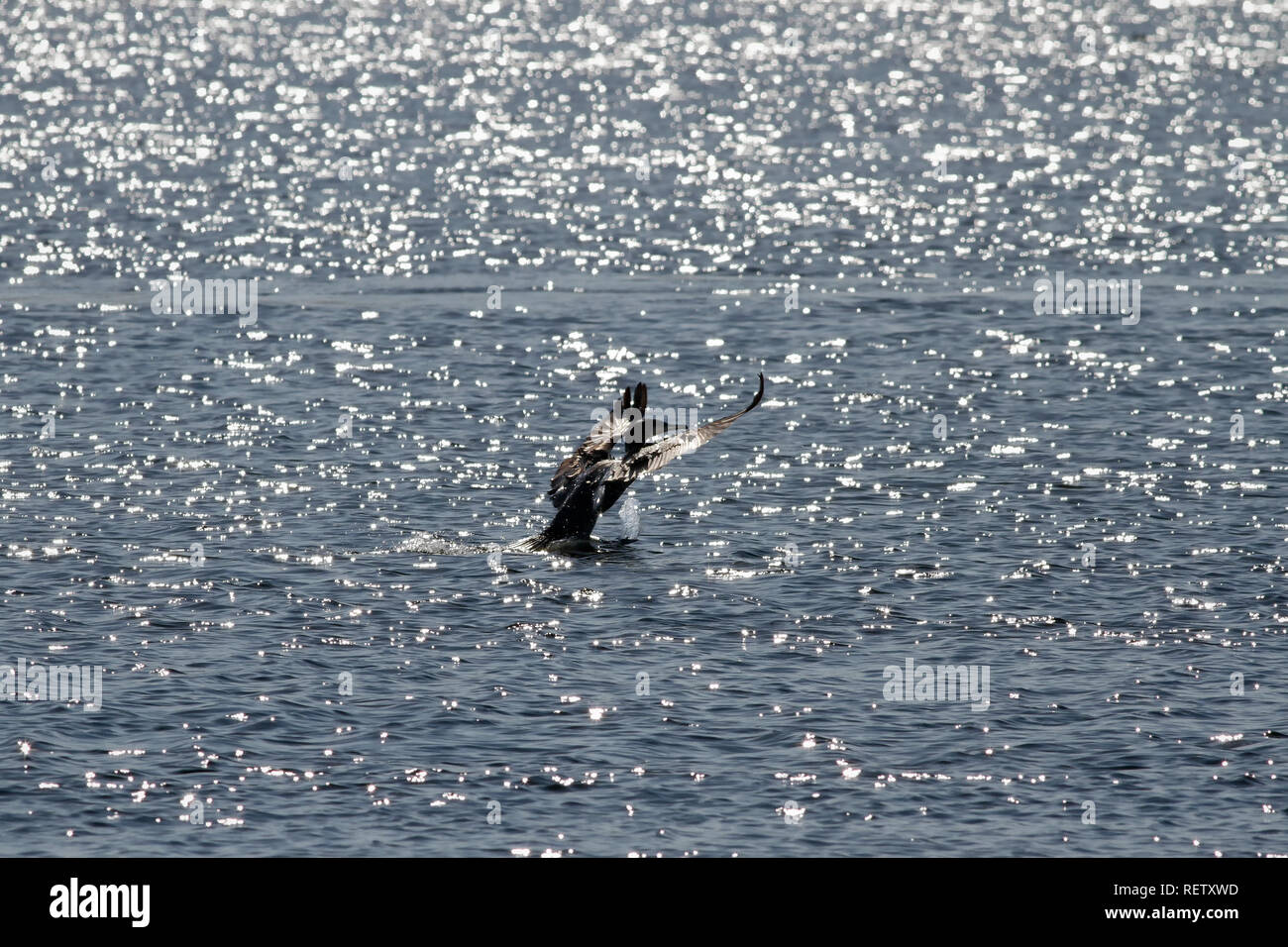 Kormoran in der glistenig Fluss Douro Stockfoto