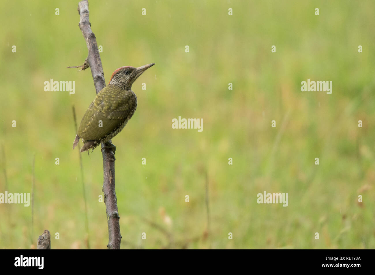 Grünspecht/Picus viridis Stockfoto