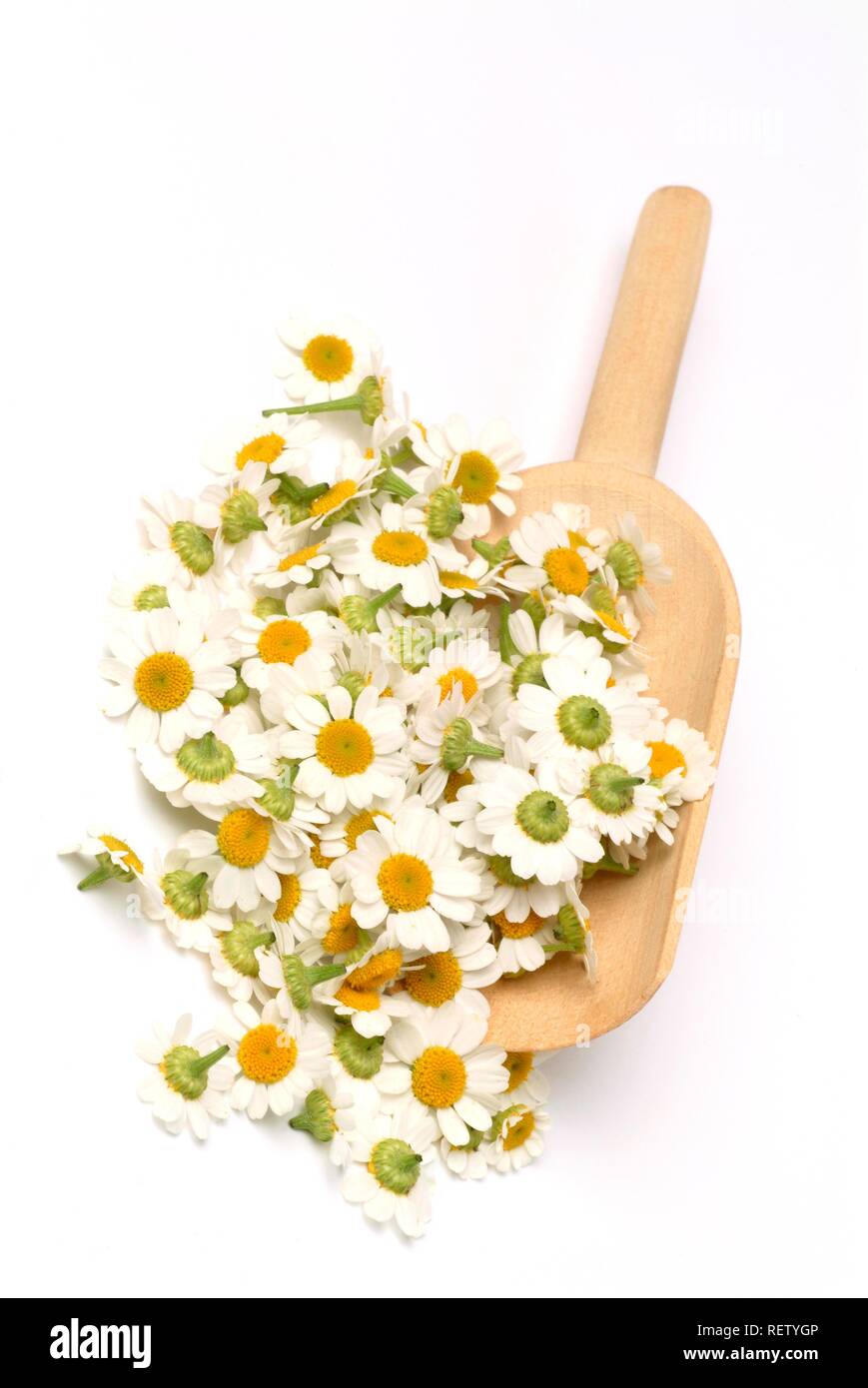 Mutterkraut (Chrysanthemum parthenium), Heilpflanzen Stockfoto