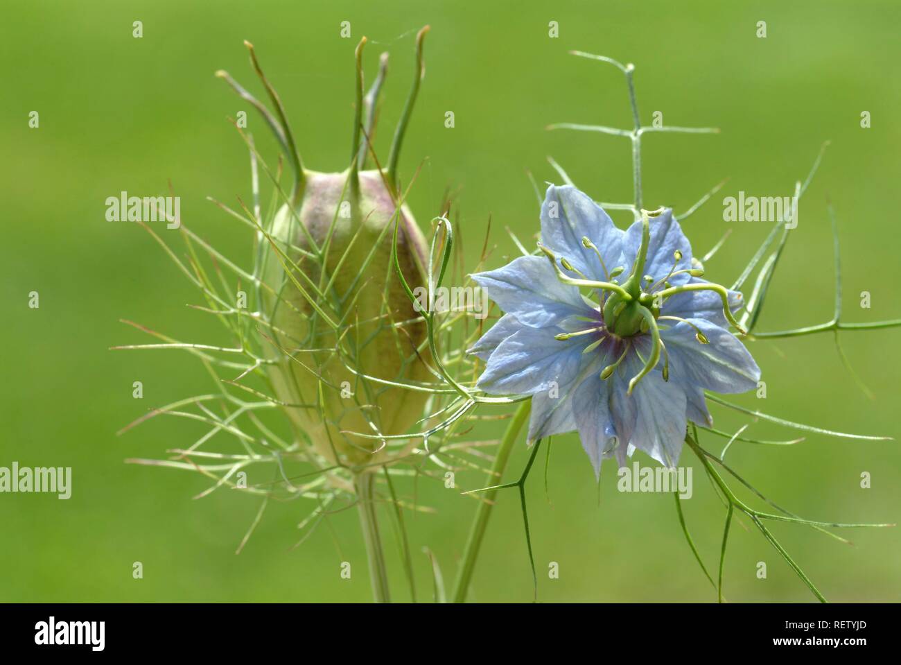 Schwarzer Kreuzkümmel (Danigella scapigliata), Samen, Blüten, Heilpflanzen Stockfoto