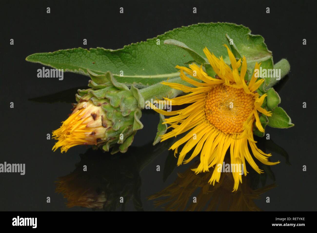 Pferd - Heilen (Inula helenium), Heilpflanzen Stockfoto