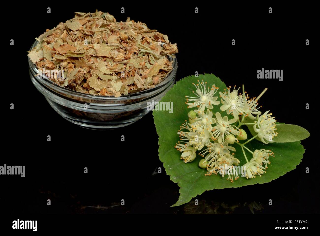 Klein-leaved Lime (Tilia cordata), Blüten, für Medikamente verwendet Stockfoto