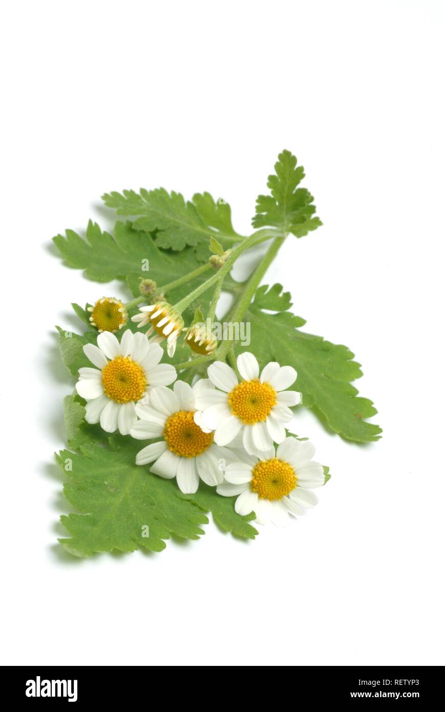 Mutterkraut (Chrysanthemum parthenium), Heilpflanzen Stockfoto